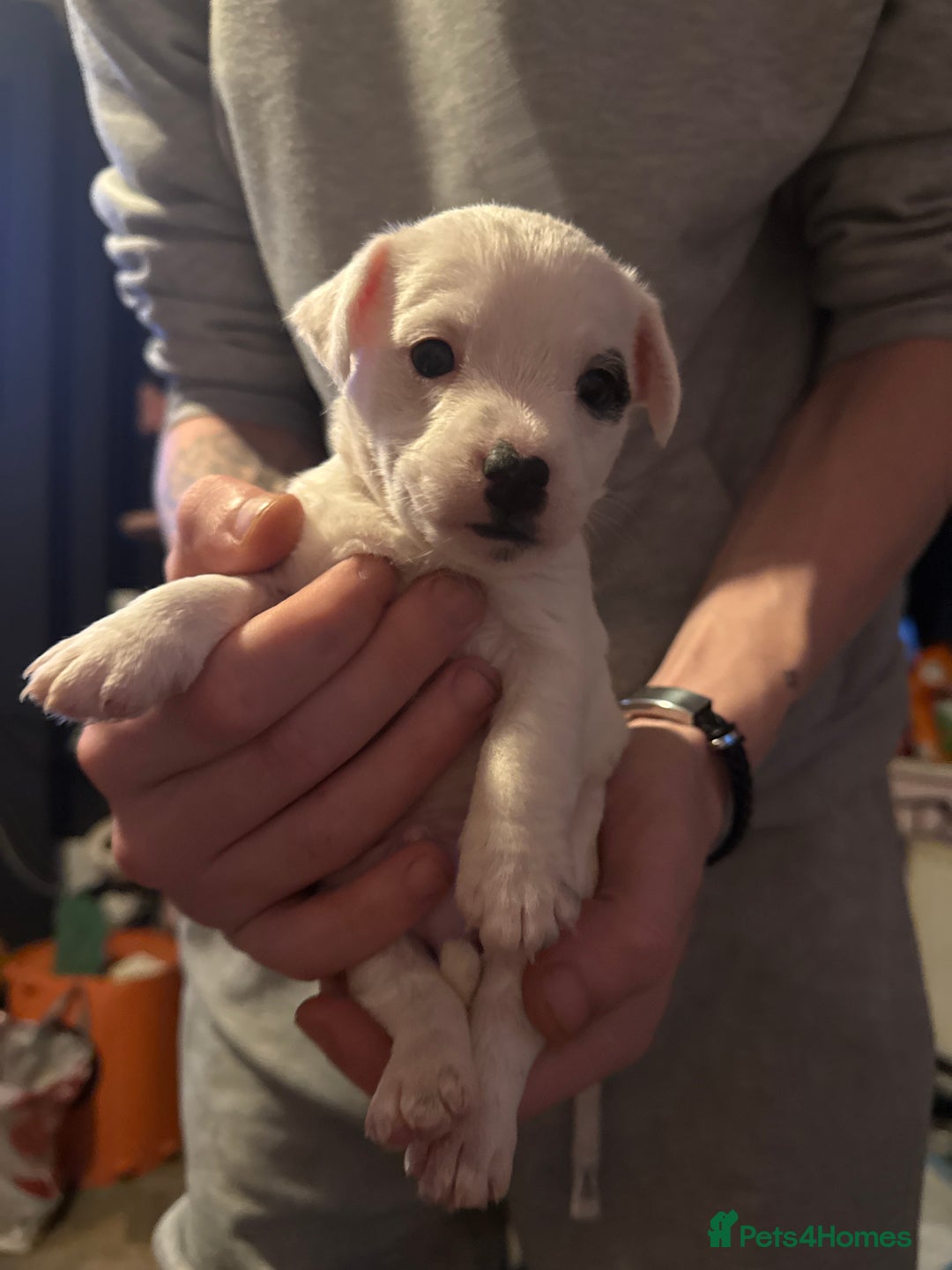 Jack Russell dogs for sale: Amazing jack Russell litter  - Image 5