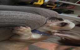 French Bulldog dogs for sale: Female Frenchie for rehoming  - Image 3
