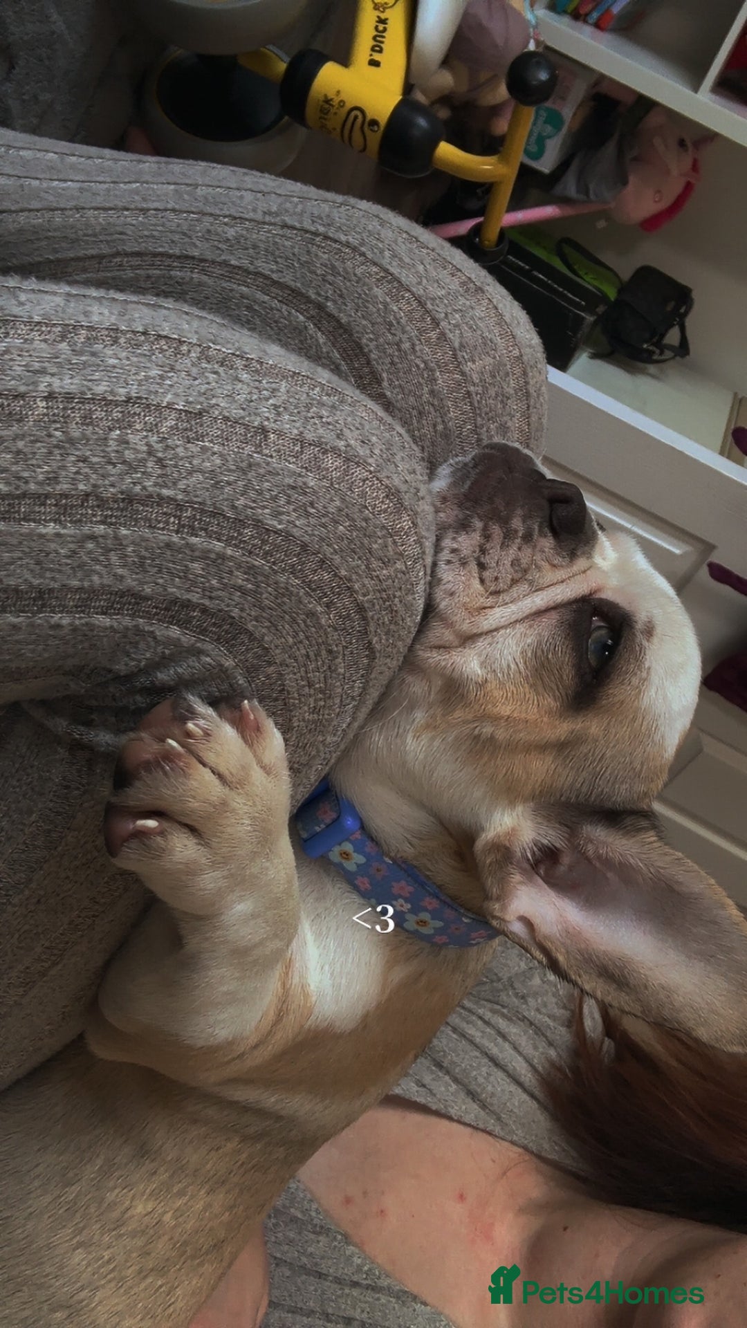 French Bulldog dogs for sale: Female Frenchie for rehoming  - Image 3