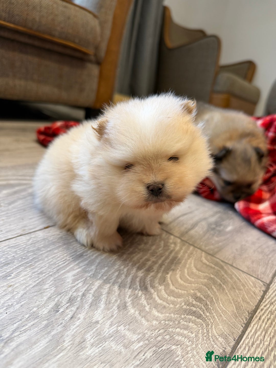 Pomeranian dogs for sale: Kc cream thick fur Pomeranian male puppy - Advert 5