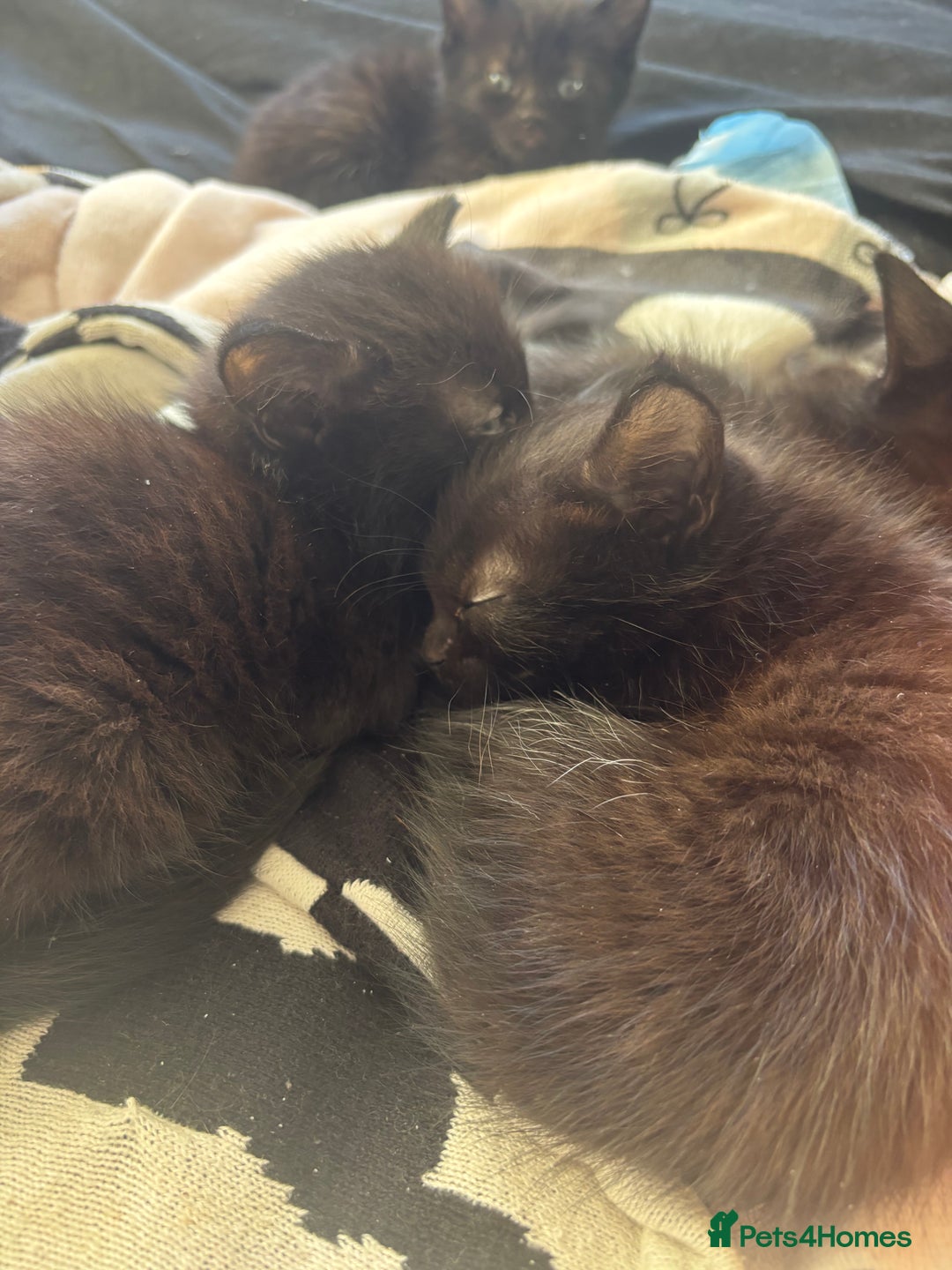 Bombay cats for sale: 3 black cats for sale - Advert 4