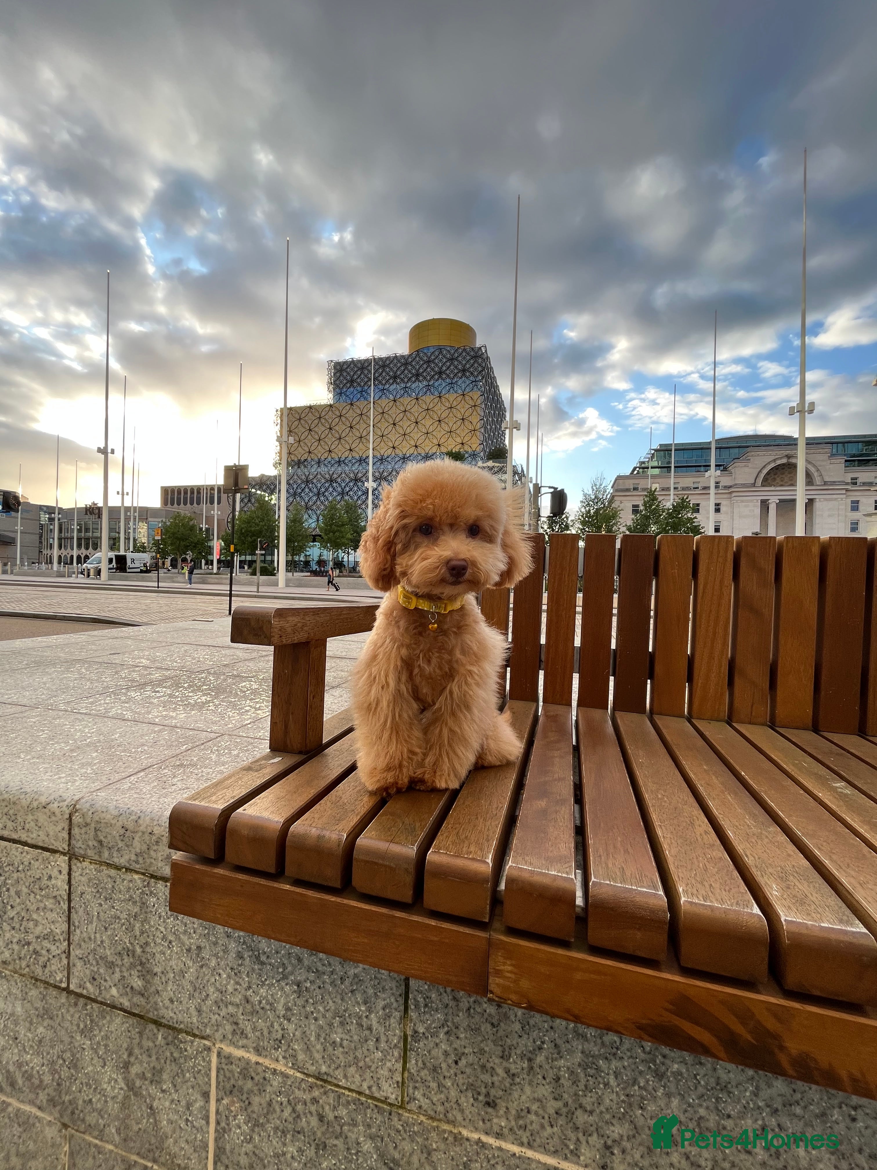 Toy Poodle dogs 🐾 Small Red Toy Poodle Puppies 🐾 - Advert 1