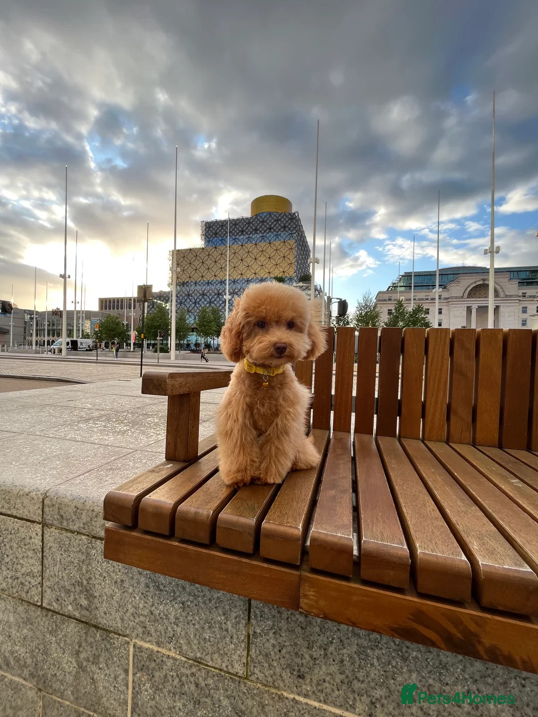 Toy Poodle dogs for sale: 🐾 Small Red Toy Poodle Puppies 🐾 - Advert 1