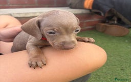 Miniature Dachshund dogs for sale: Miniature dachshund puppy’s TO LEAVE NOW in Luton - Image 15