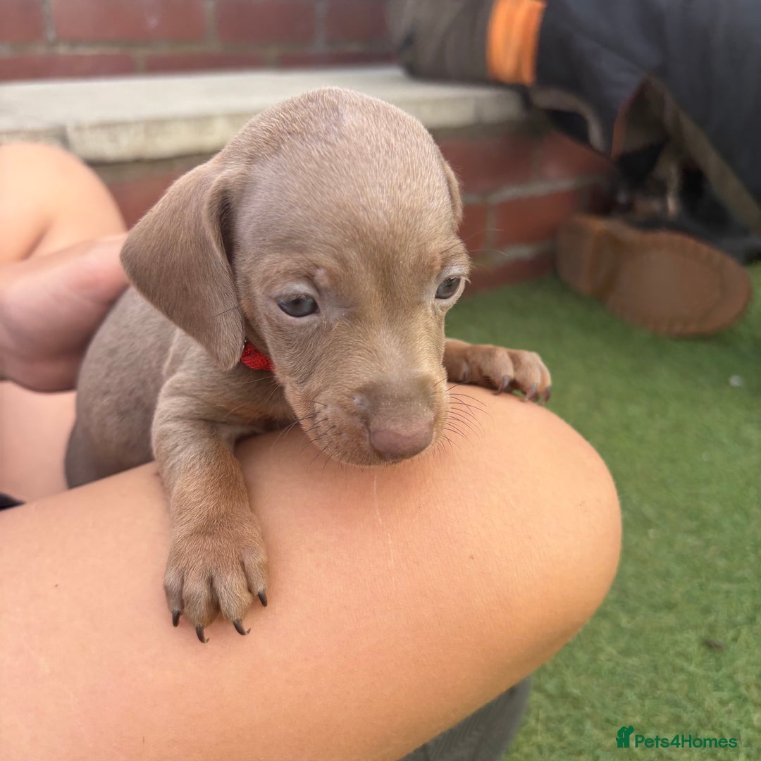 Miniature Dachshund dogs for sale: Miniature dachshund puppy’s TO LEAVE NOW in Luton - Image 15