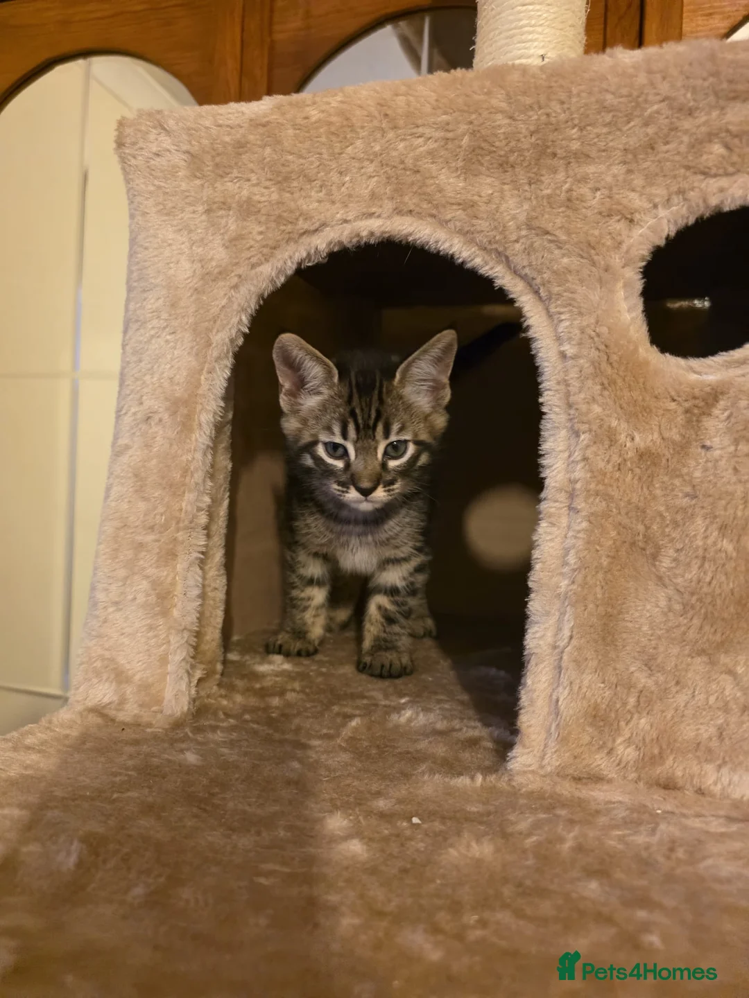 Mixed Breed cats for sale: Savannah X Maine Coon kittens - Advert 9