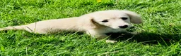 Miniature Dachshund dogs for sale: Cream/blonde long hair kc reg miniature dachshund  - Advert 10