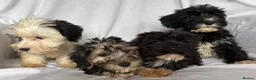 Mixed Breed dogs for sale: Sealyham X Poodle Puppies  - Advert 4