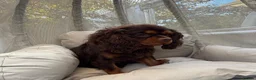 Cavalier King Charles Spaniel dogs for stud: KC REG BROWN & TAN HEALTH TESTED CAV STUD  - Advert 3