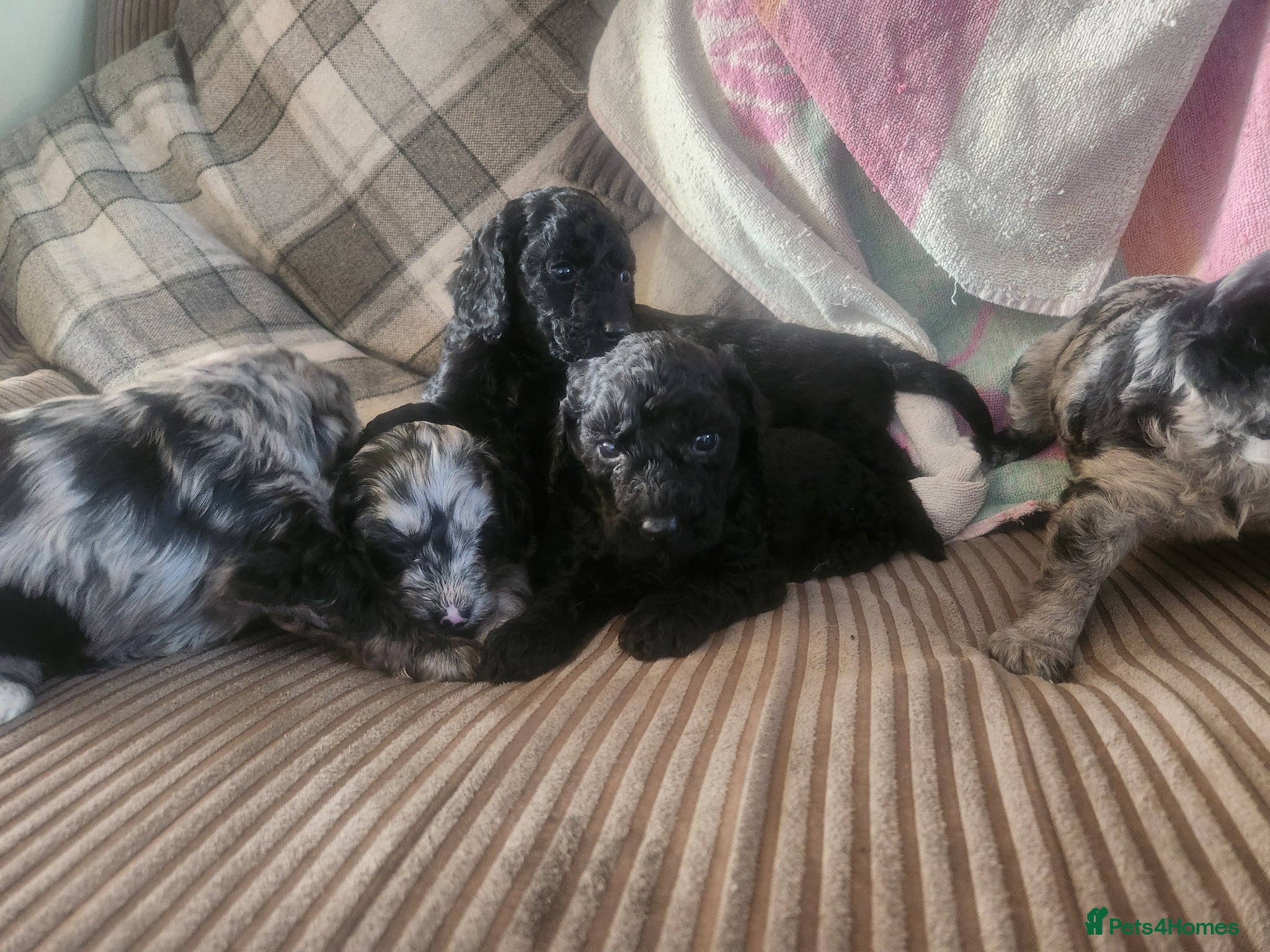 Cockapoo dogs Cockerpoo pups  - Advert 2