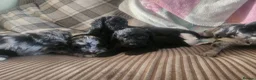 Cockapoo dogs for sale: Cockerpoo pups  - Advert 1