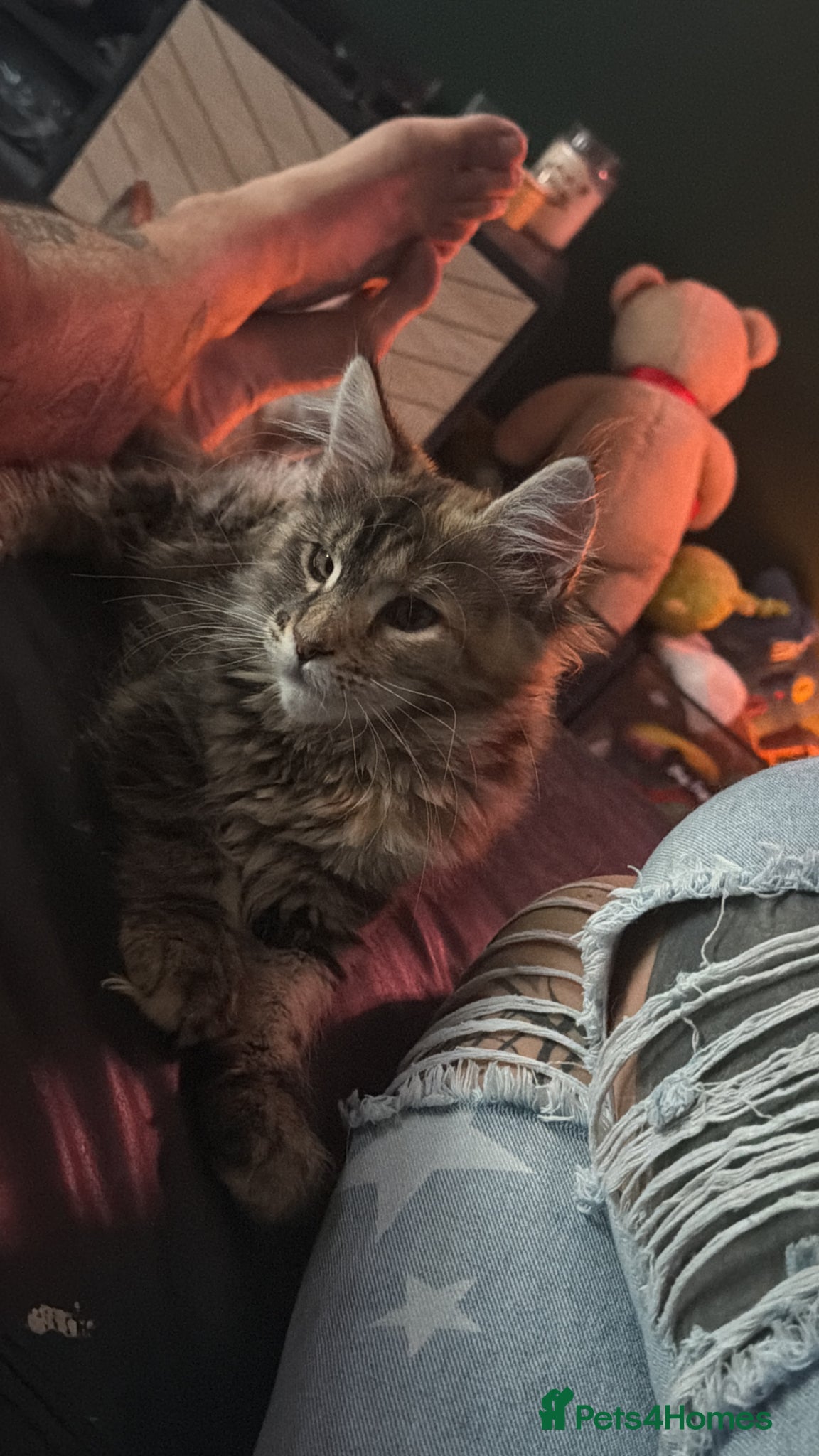 Maine Coon cats Maine Coon Kittens ready now - Advert 1