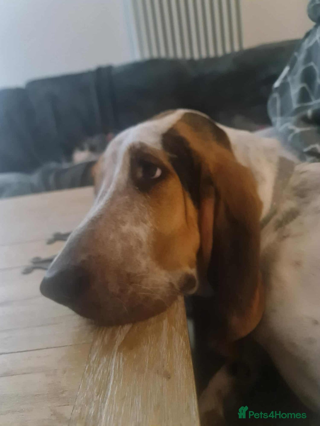 Mixed Breed dogs for adoption: Young Sabueso Hound Henry looking for a new home - Image 5