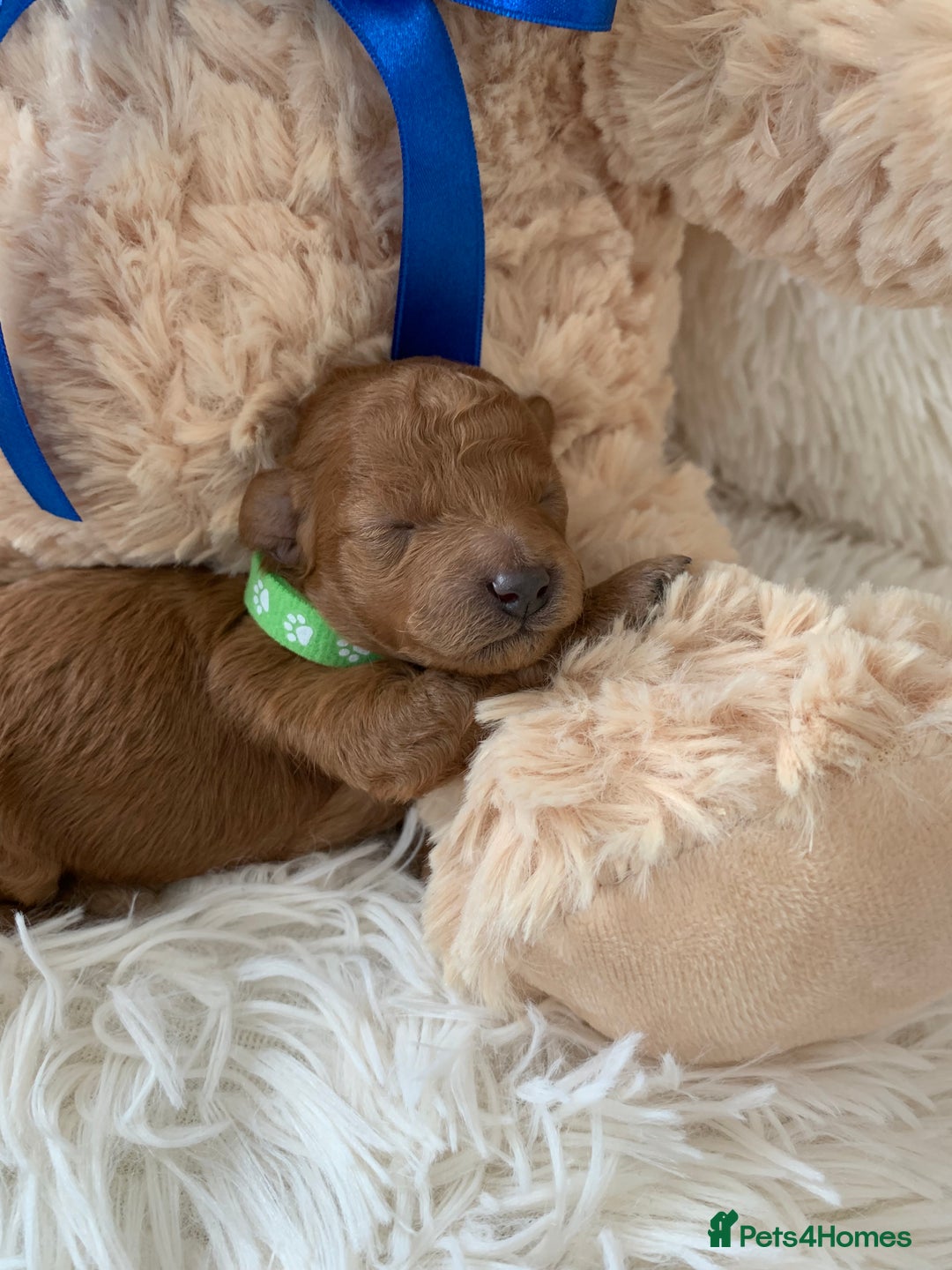 Poochon dogs for sale: Beautiful Poochon Puppies 🐾 - Image 6