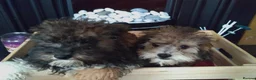 Poochon dogs for sale: Poochon puppies beautiful girls fully vaccinated  - Advert 18