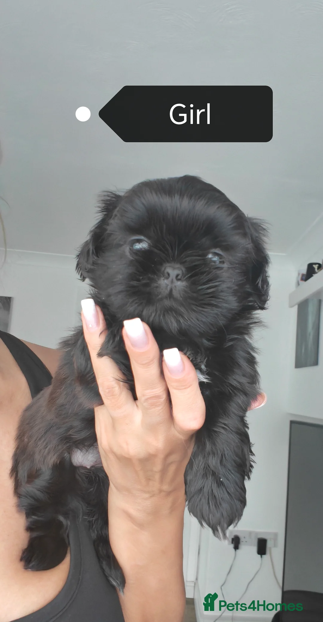 Shih Tzu dogs for sale: Shih Tzu puppies ready to leave:29/06 - Advert 2
