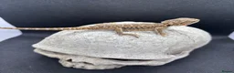 Bearded Dragon reptiles for sale: Spectacular baby dragons *ready now* in Pontypool - Advert 10