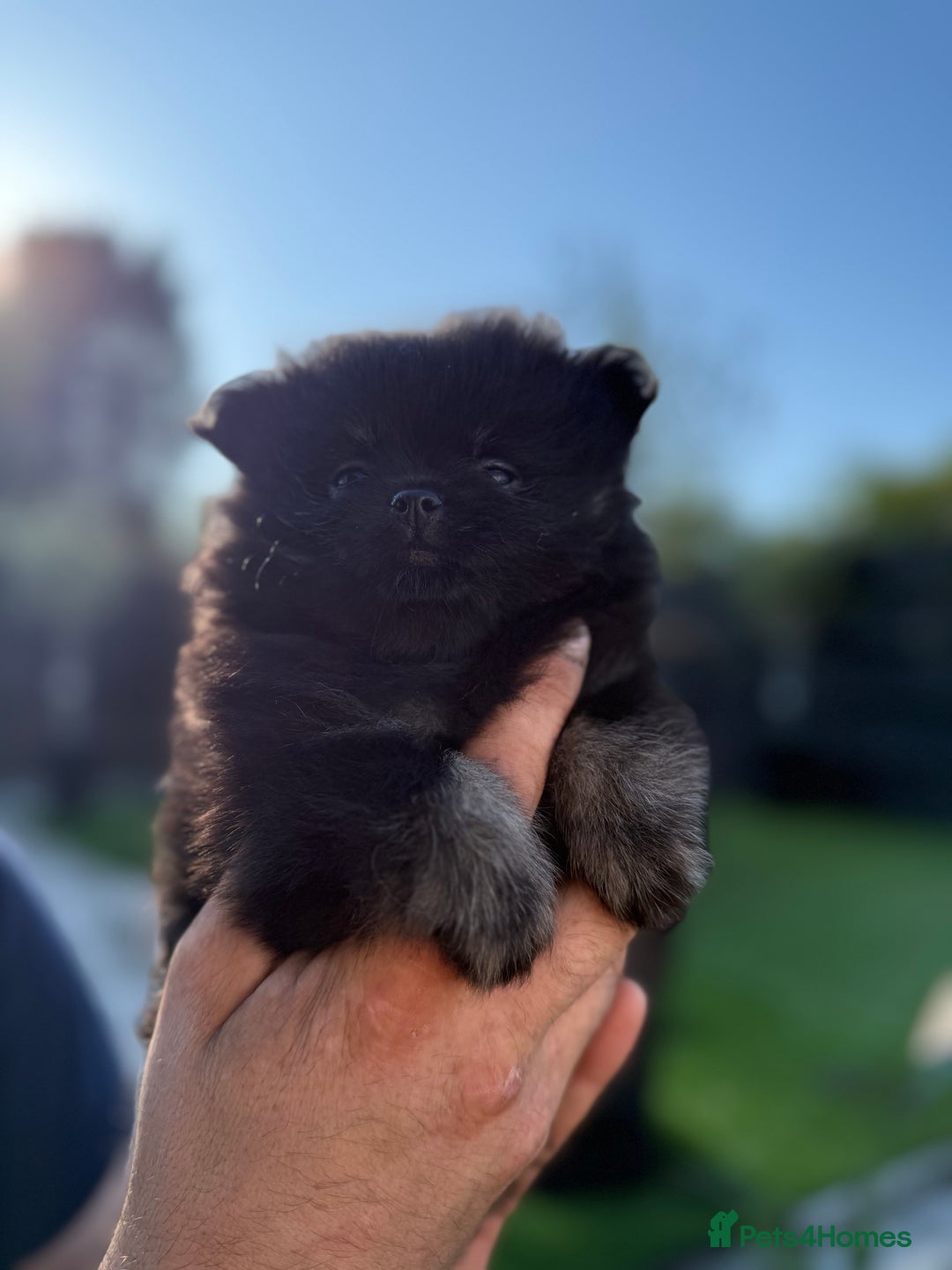 Pomeranian dogs for sale: Pomeranian puppy’s  - Image 4