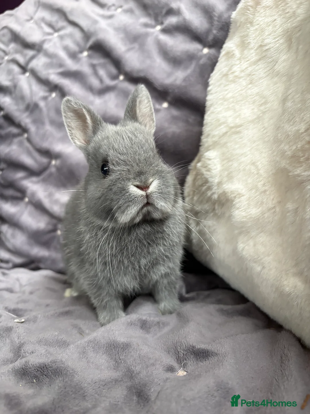 Netherland Dwarf rabbits for sale: Pure bred Netherland Dwarfs (vaccinated) - Advert 8