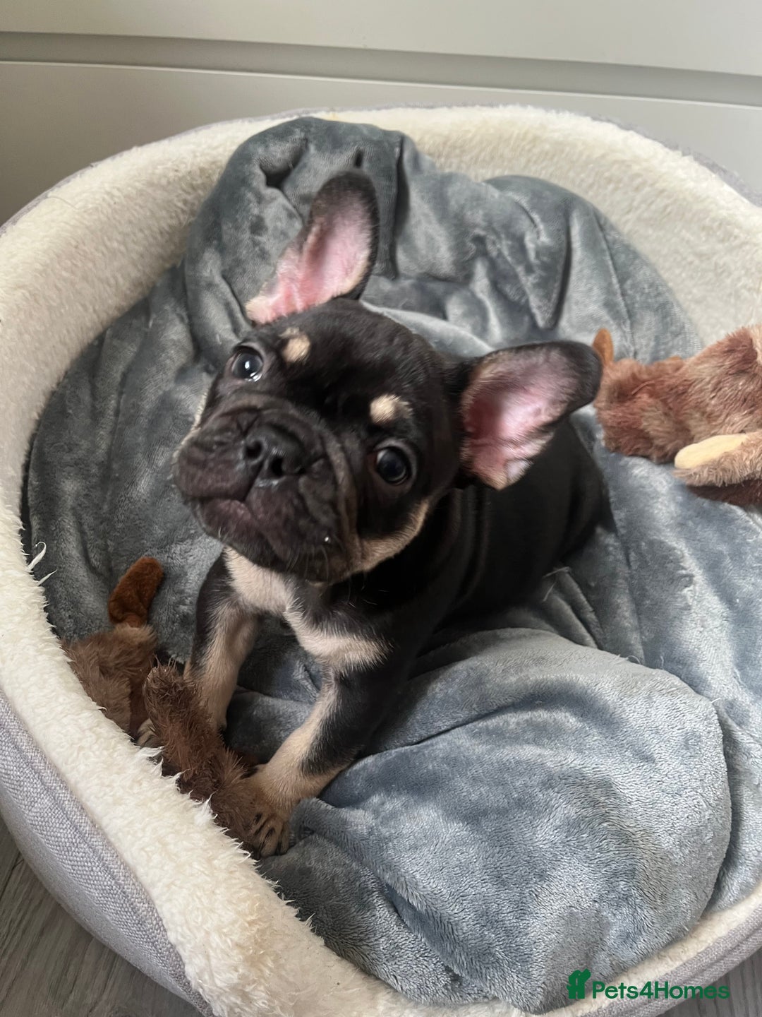 French Bulldog dogs for sale: London’s French Bulldog Puppies 🏴󠁧󠁢󠁥󠁮󠁧󠁿 - Advert 17