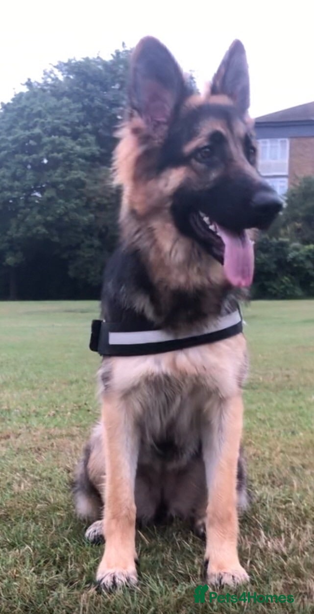 German Shepherd dogs 6 showline German shepherd pups  - Advert 1