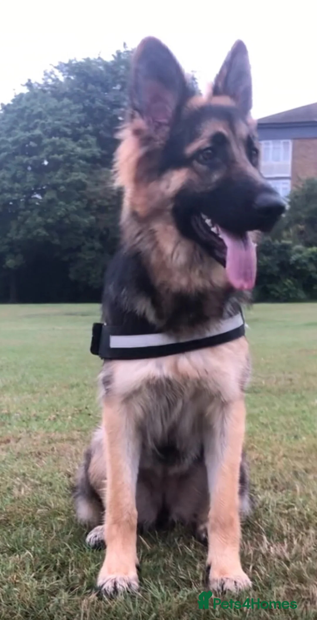 German Shepherd dogs for sale: 6 showline German shepherd pups  - Advert 1