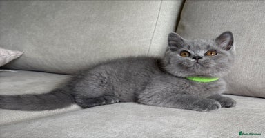 British Shorthair cats - Advert 14