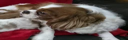 Cavalier King Charles Spaniel dogs for sale: Cavalier king Charles spaniel's. - Advert 2