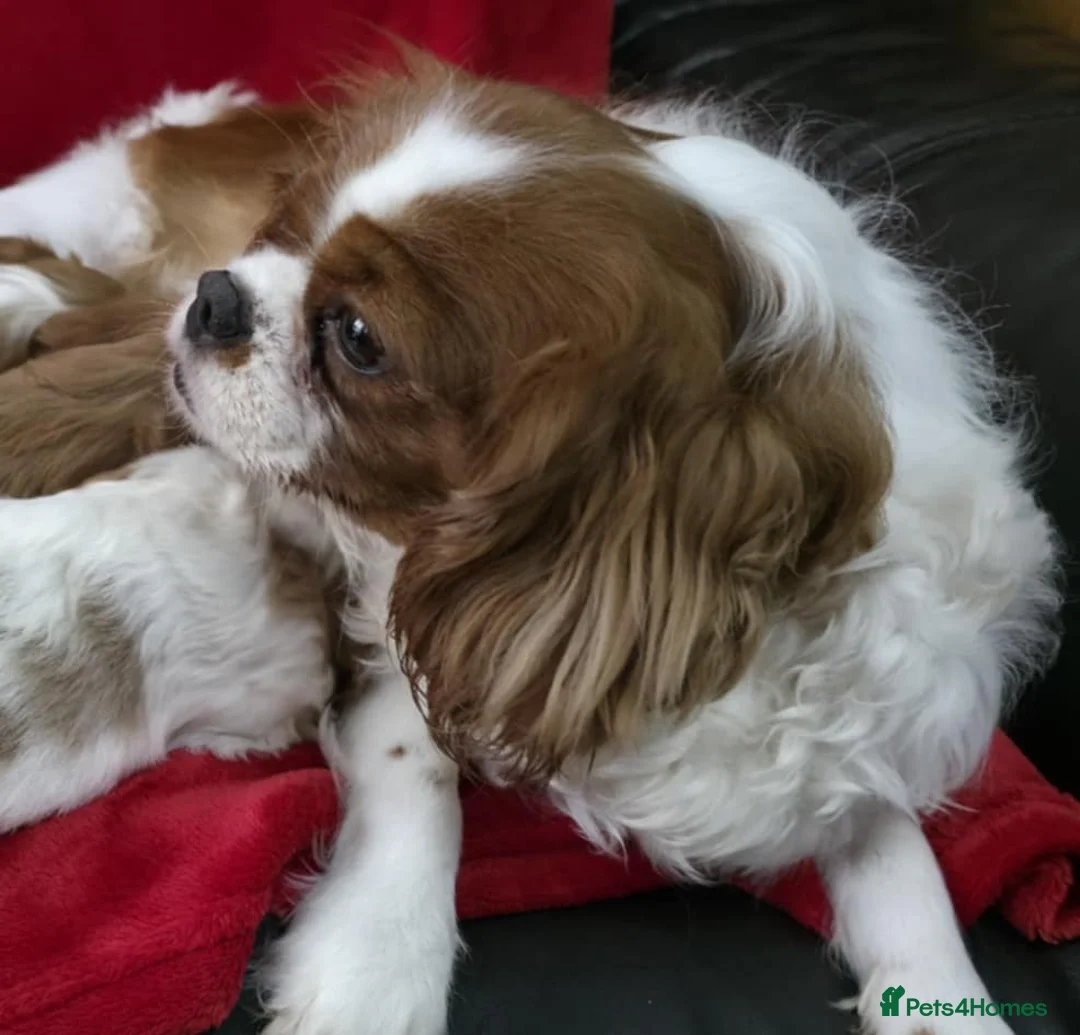 Cavalier King Charles Spaniel dogs for sale: Cavalier king Charles spaniel's. - Advert 2