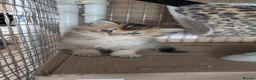 British Shorthair cats for sale: British Longhair & British Shorthair Kittens - Advert 1