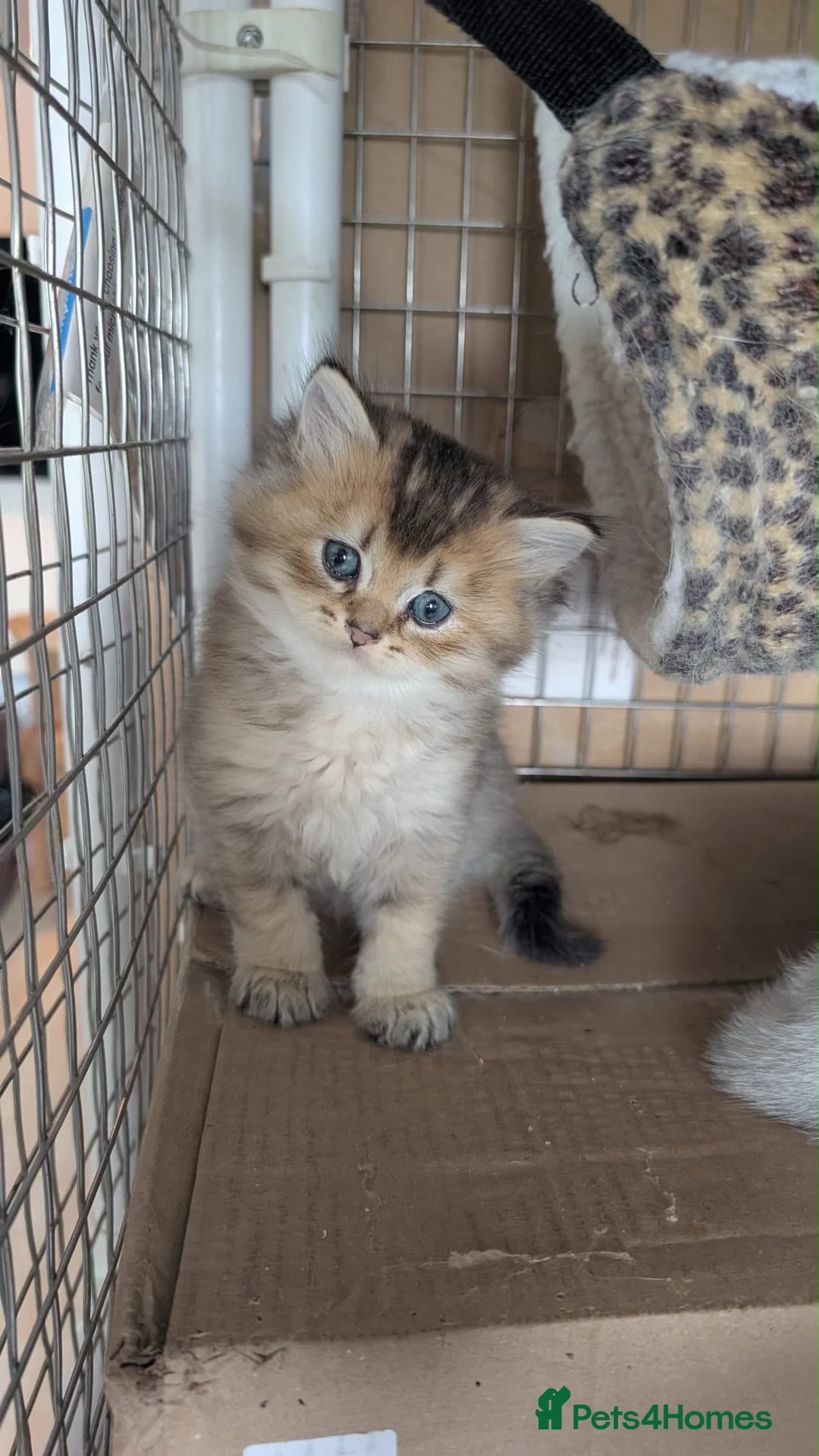 British Shorthair cats for sale: British Longhair & British Shorthair Kittens - Advert 1