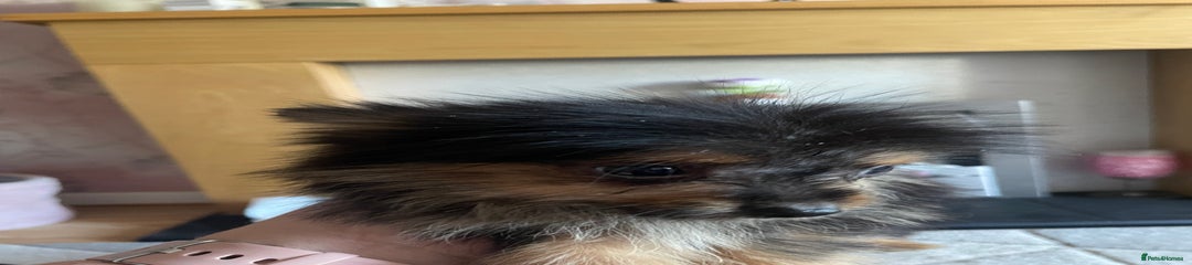 Chorkie Puppy 2