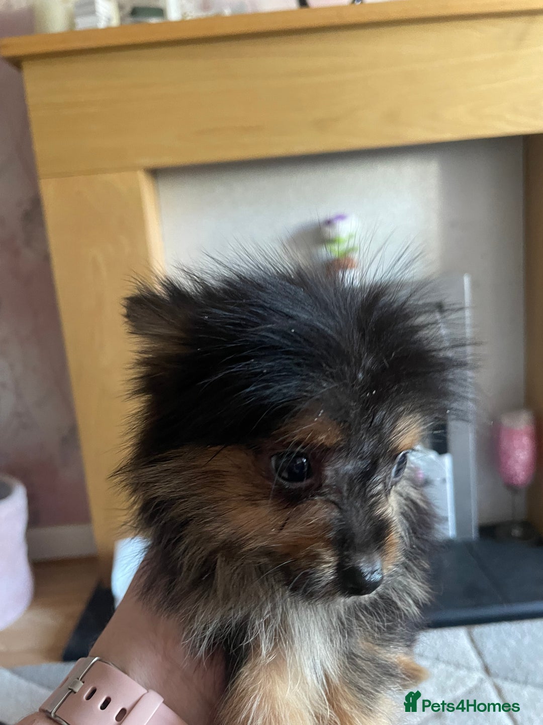 Chorkie dogs for sale: Chorkie Puppies For Sale - Image 3