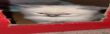 Ragdoll 4