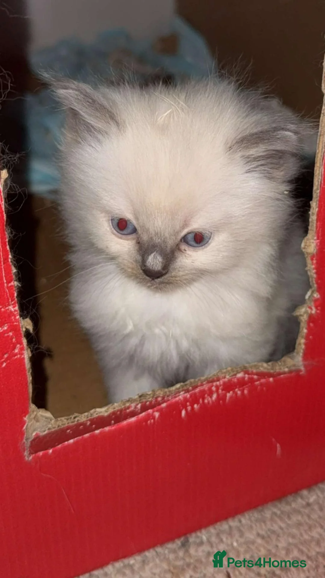 Ragdoll cats for sale: 4 beautiful ragdoll kittens  in Hemel Hempstead - Advert 12