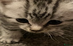 Persian cats for sale: persian x bengal - Image 10