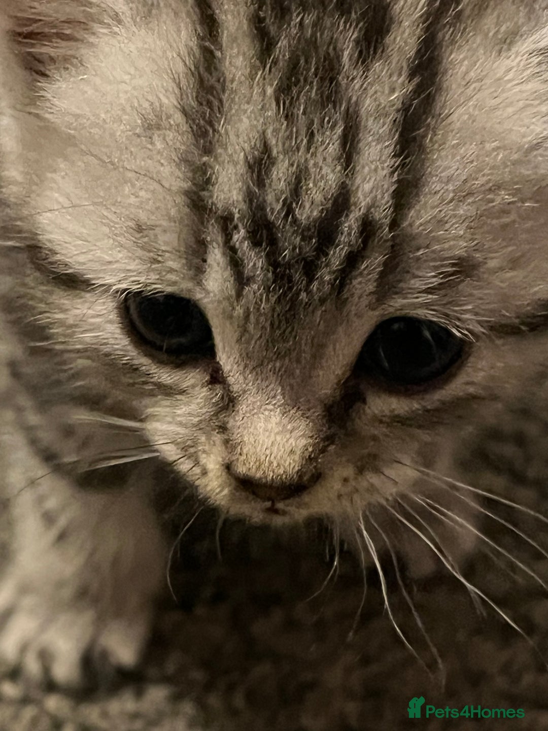 Persian cats for sale: persian x bengal - Image 10