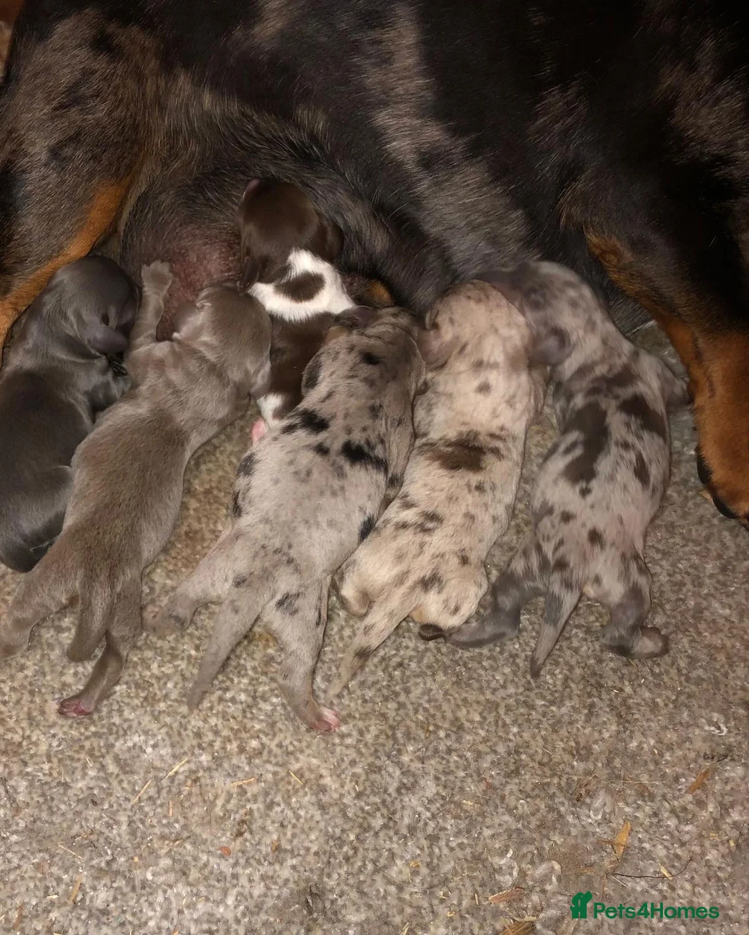 Miniature Dachshund dogs for stud: miniature Dachshund isabell and tan FLUFFY CARRIER in Manchester - Advert 12