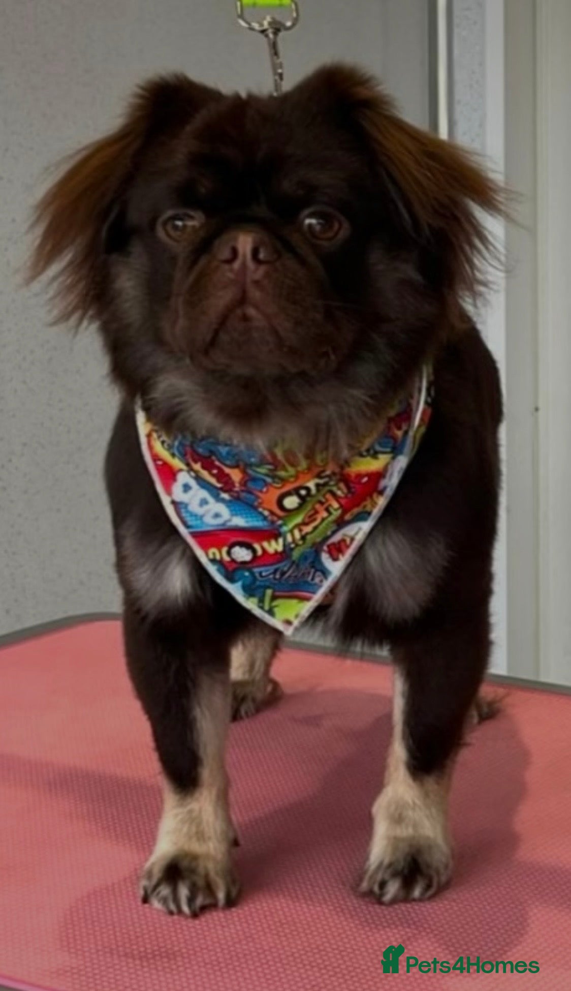 Pug dogs Ronny bear 🐻 chocolate fluffy pug - Advert 1