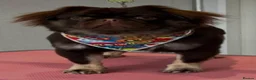 Pug dogs for stud: Ronny bear 🐻 chocolate fluffy pug - Advert 1
