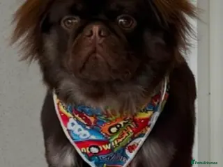 Pug dogs Ronny bear 🐻 chocolate fluffy pug - Advert 4