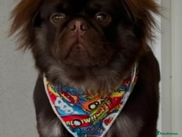 Pug dogs for stud: Ronny bear 🐻 chocolate fluffy pug - Advert 1