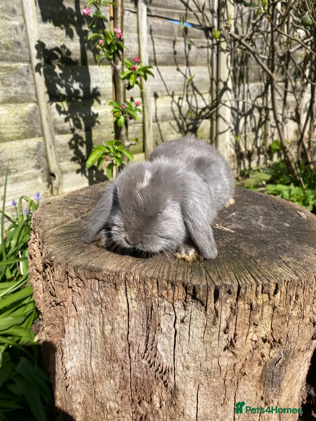 Mini Lop rabbits for sale: Friendly 100% Pure Bred family Mini Lops  - Advert 2