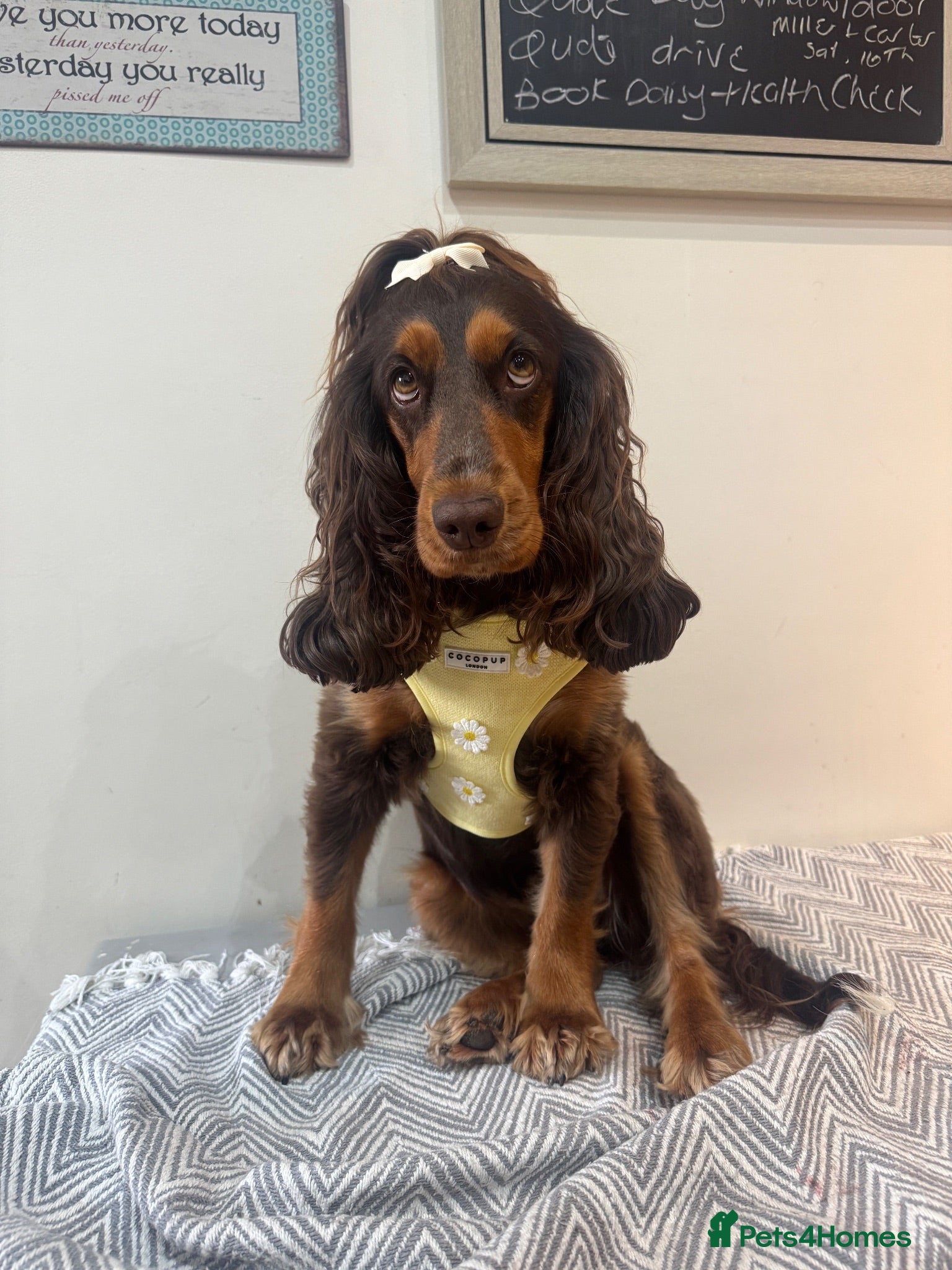 Cocker Spaniel dogs Gorgeous Show Cocker Spaniels  - Advert 2