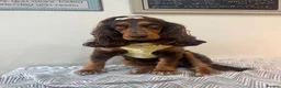 Cocker Spaniel dogs for sale: Gorgeous Show Cocker Spaniels  - Advert 2