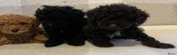 Miniature Poodle dogs for sale: Miniature poodle puppies - Advert 11