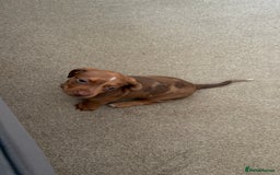 Miniature Dachshund dogs for sale: 5 miniature dachshund puppies  - Image 24