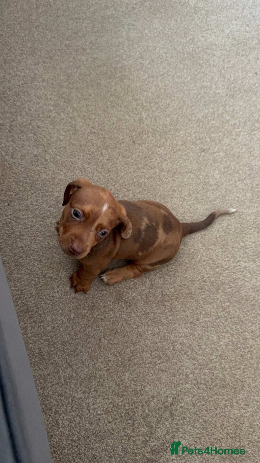 Miniature Dachshund dogs for sale: 5 miniature dachshund puppies  - Image 24