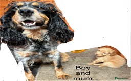 Cockapoo dogs for sale: Beautiful cockerpoo puppies F1  - Image 16