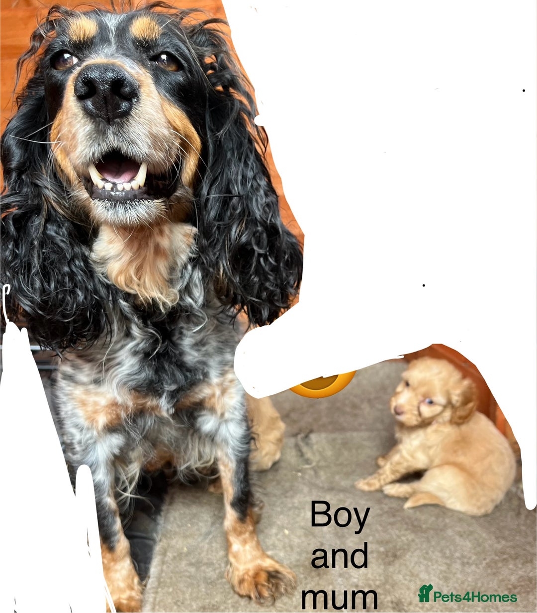 Cockapoo dogs for sale: Beautiful cockerpoo puppies F1  - Image 16